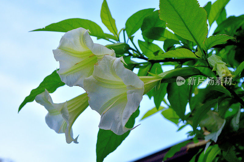 天使号/蒲公英花